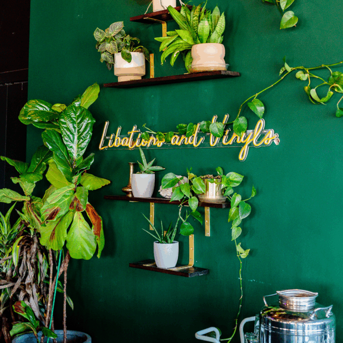 A green wall with four brown floating shelves with a variety of plants in pots.